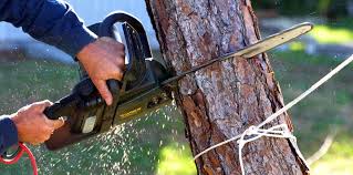 Best Emergency Tree Removal  in Latham, NY