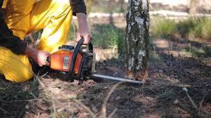 Best Tree Mulching  in Latham, NY