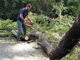 Professional Tree Removal in Latham, NY