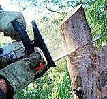 Best Fruit Tree Pruning  in Latham, NY