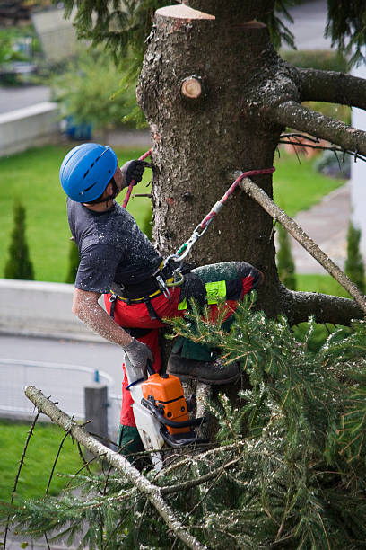 Best Lawn Maintenance Plans  in Latham, NY