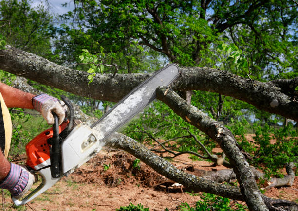 Best Stump Grinding and Removal  in Latham, NY